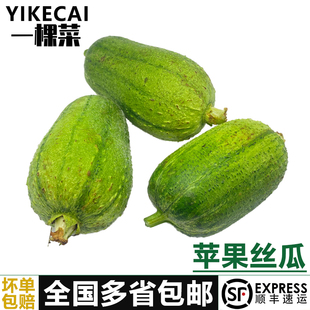 圆丝瓜绿丝瓜胖肉丝瓜新鲜蔬菜现摘现发 苹果丝瓜5斤 YIKECAI