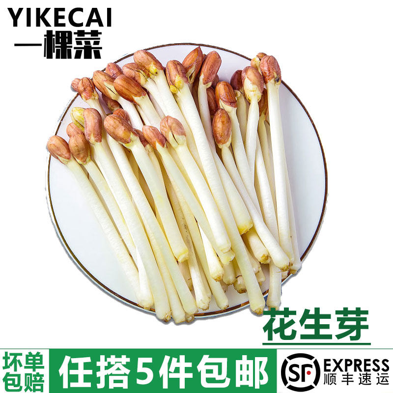 YIKECAI新鲜花生芽500g/盒食用花生苗新鲜蔬菜芽苗长寿芽烫火锅