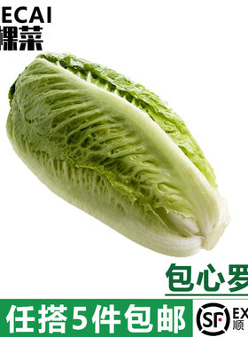 【YIKECAI】包心罗马生菜500g 罗纹凯撒生菜 黄心罗马嫩罗马生菜