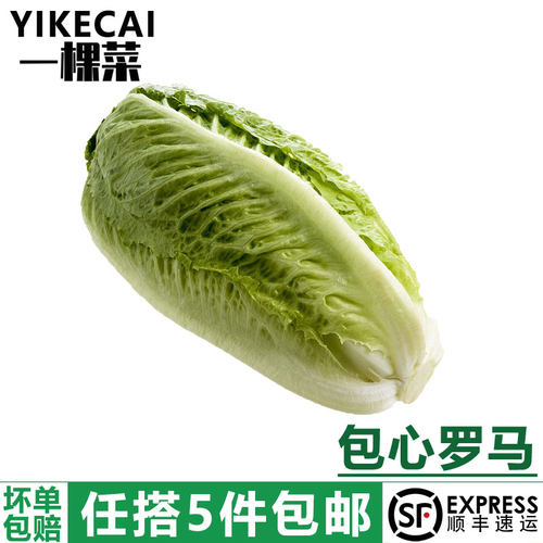 包心罗马生菜500g黄心嫩罗马生菜