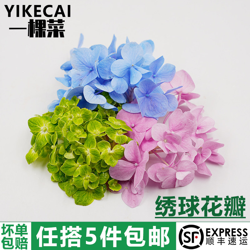新鲜双色绣球花瓣蓝粉绣球图片