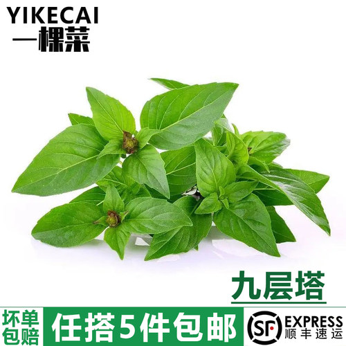 九层塔新鲜鱼香草冬阴功材料香料