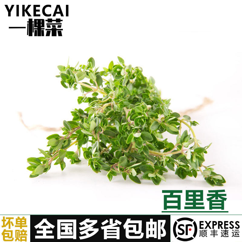新鲜百里香250g 香草 非迷迭香 西餐用煎牛排香料蛋糕鸡尾酒装饰,水产肉类/新鲜蔬果/熟食,叶菜类,淘宝优惠券,粉丝福利购,淘宝优惠卷