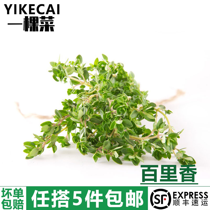 新鲜蔬菜香料麝香草山椒牛排香料