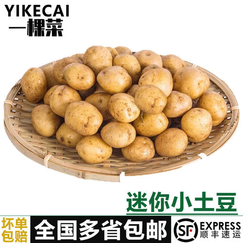 迷你小土豆新鲜蔬菜马铃薯洋山芋