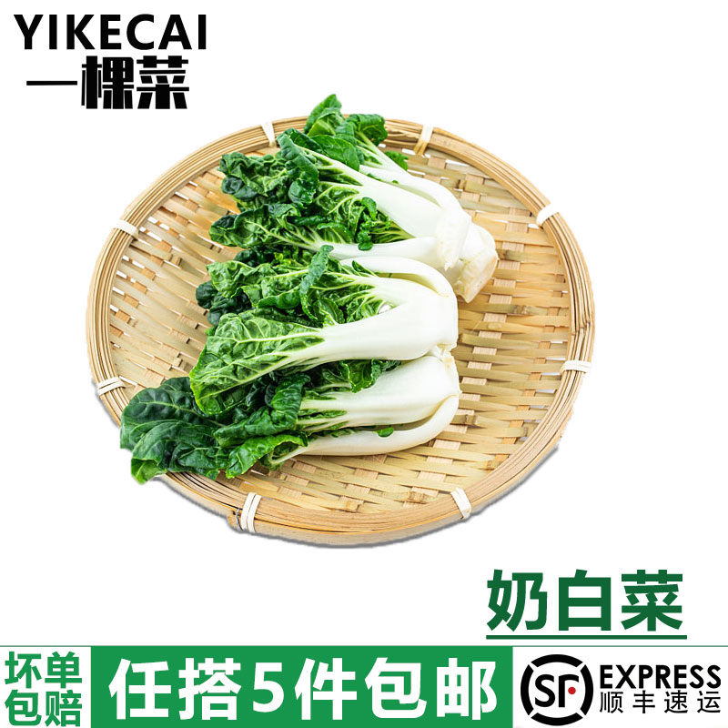 宁夏矮脚奶白菜牛奶白菜奶油