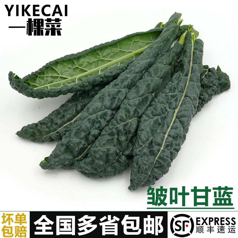 YIKECAI皱叶甘蓝菜新鲜采摘沙拉