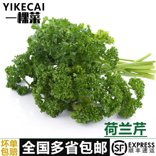 荷兰芹新鲜香芹菜西餐摆盘装饰