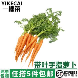 新鲜胡萝卜宝宝辅食沙拉食材 YIKECAI 带叶迷你手指萝卜500g