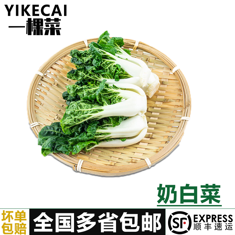 宁夏矮脚奶白菜牛奶白菜奶油