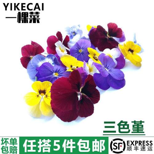 新鲜三色堇西餐摆盘装饰点缀花草