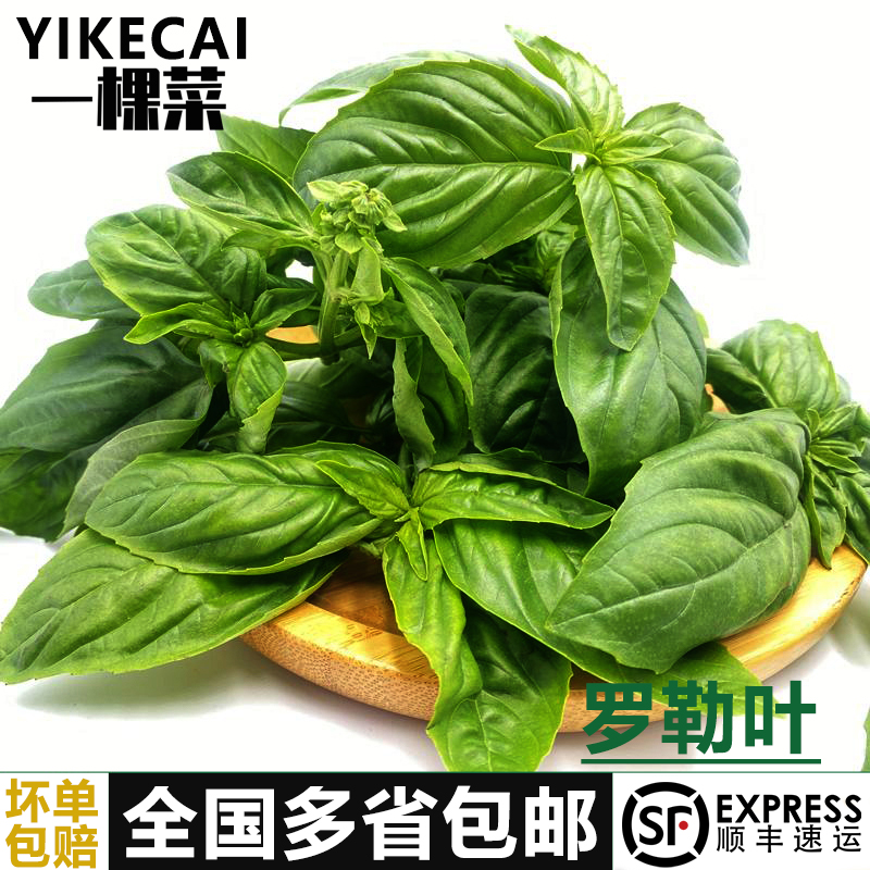 新鲜罗勒叶食用西餐香料披萨草