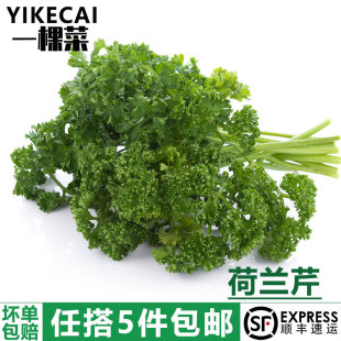 洋芫荽番荽西餐摆盘装 番茜 荷兰芹500g新鲜香芹菜 饰 YIKECAI