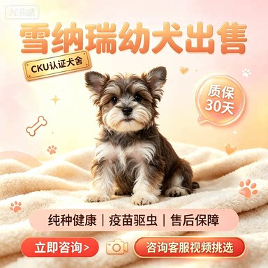 纯种雪纳瑞幼犬活体纯种迷你雪纳狗狗