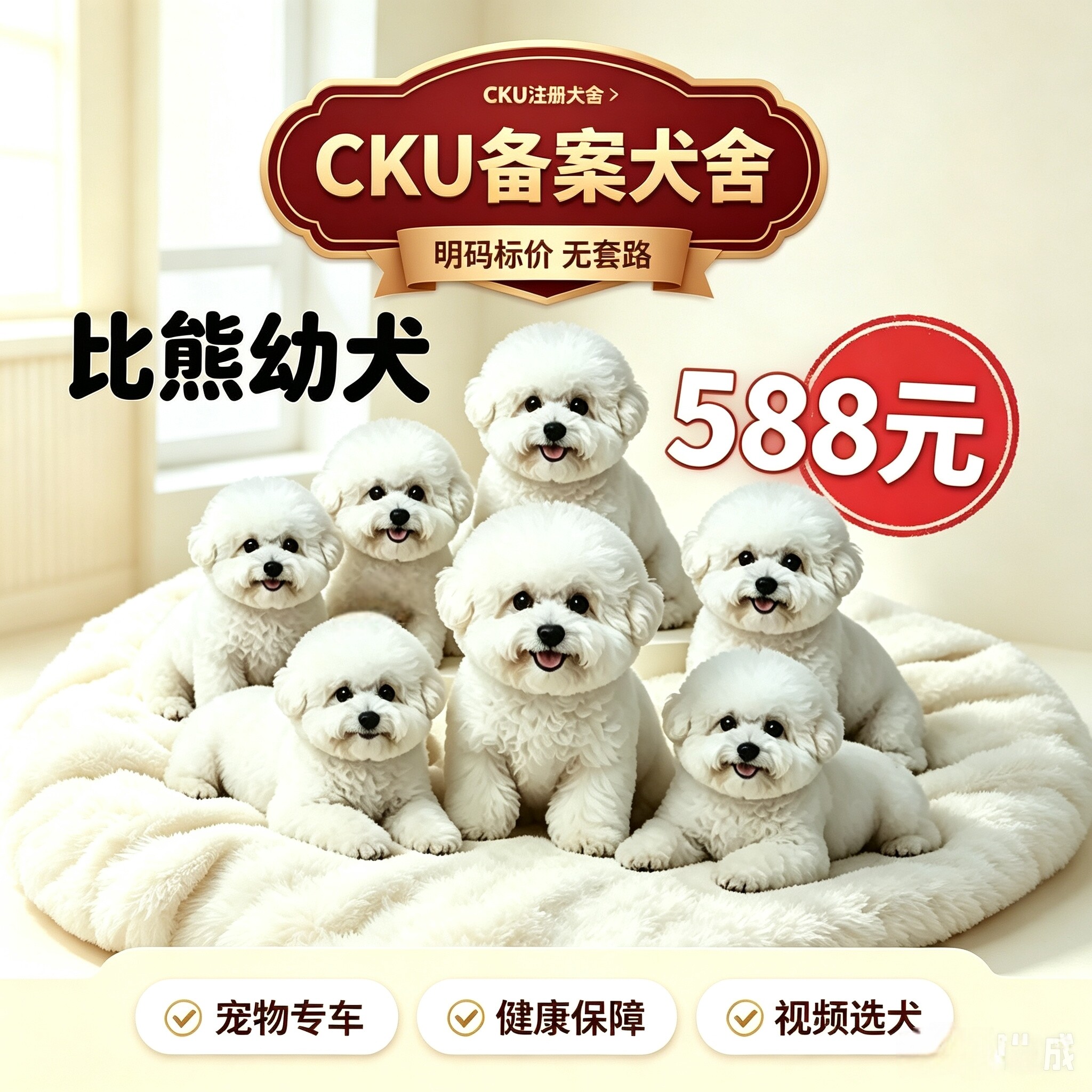 活体纯种比熊幼犬活体家养小型犬比熊韩系飞耳茶杯犬宠物狗狗幼崽