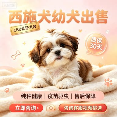 纯种西施犬幼犬活体长毛西施小体伴侣犬CKU认证犬舍家养宠物小狗