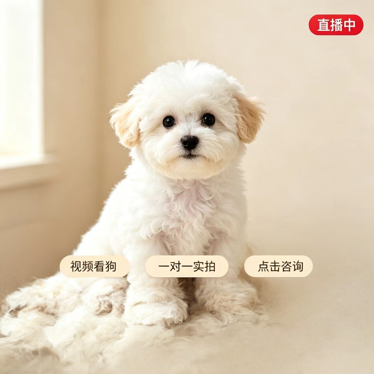 【直播专享】活体宠物幼犬比熊泰迪柯基边牧西高地马尔济斯雪纳瑞
