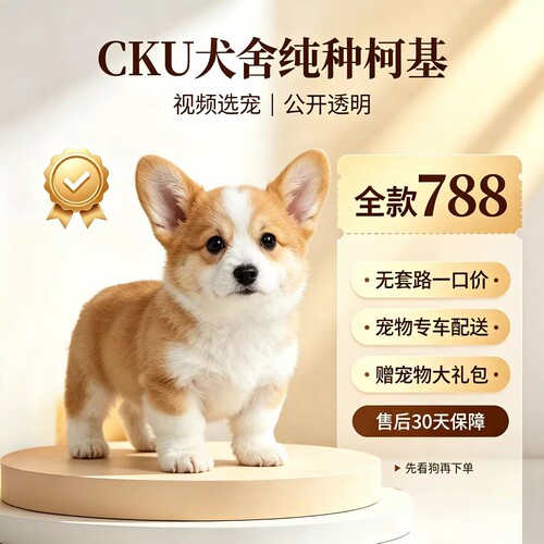纯种柯基幼犬活体双血统威尔士双色三色小短腿小型柯基犬宠物狗狗
