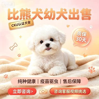活体纯种比熊幼犬活体家养小型犬比熊韩系飞耳茶杯犬宠物狗狗幼崽