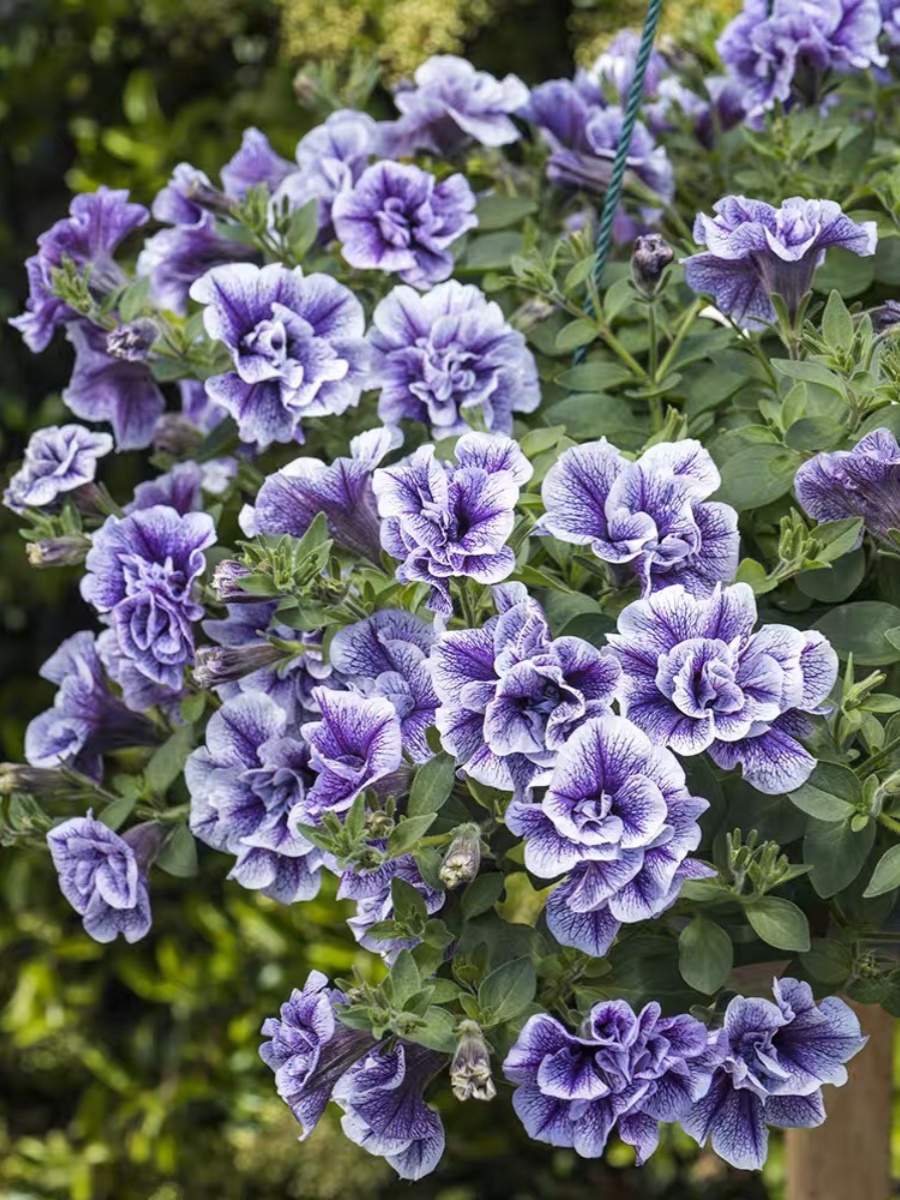 垂吊牵牛花重瓣矮牵牛盆栽花卉庭院阳台花卉植物易养带花发货