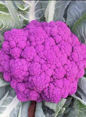新鲜紫色花菜1500g以上大颗现摘松花菜紫花椰菜紫菜花时令农家菜