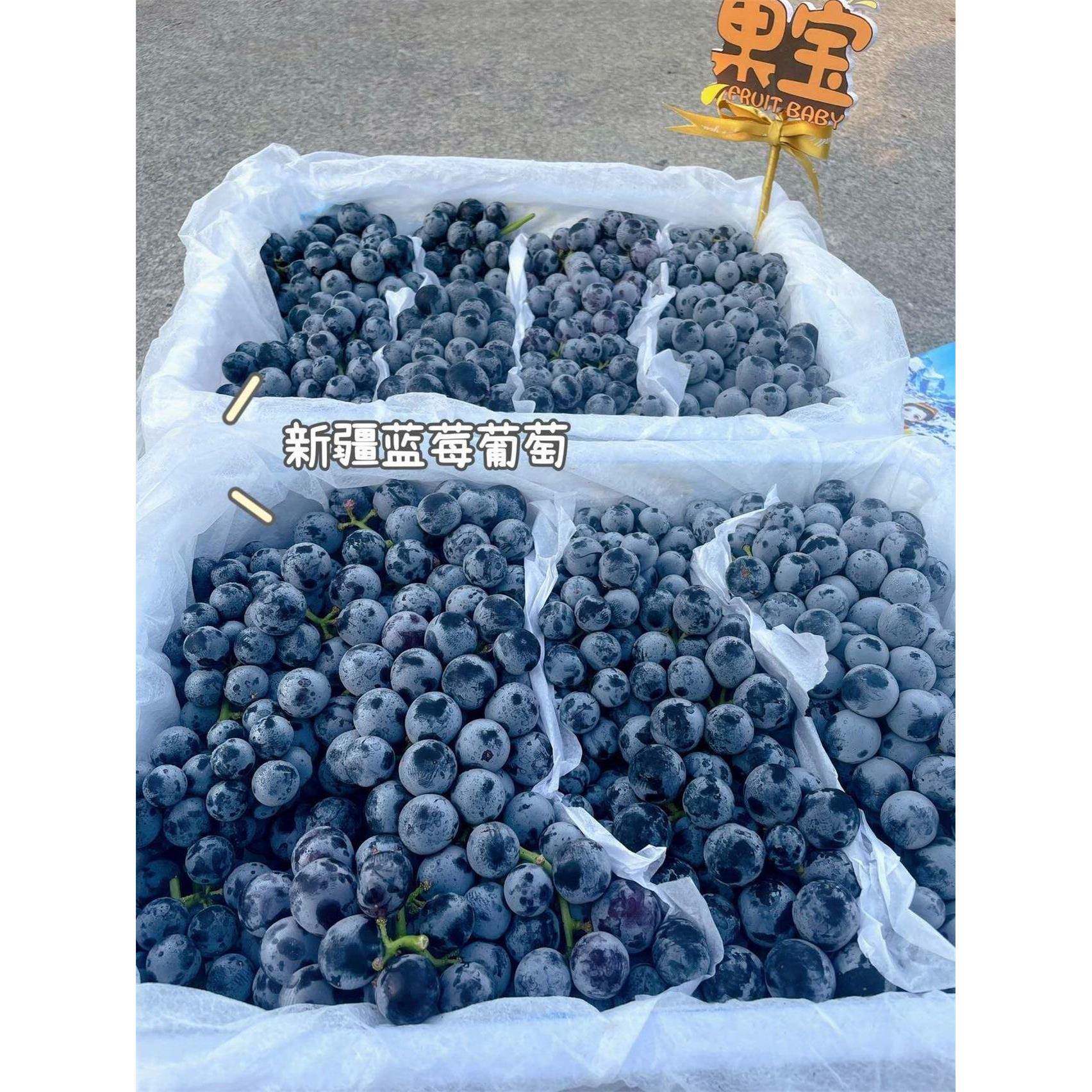 【顺丰】新疆蓝莓葡萄新鲜水果当季现摘吐鲁番无籽葡萄黑提子