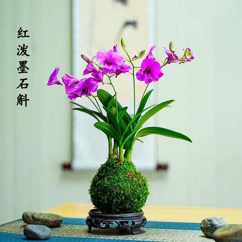 石斛兰盆栽苔藓球水培绿植室内新中式小盆景好养办公桌面开花植物