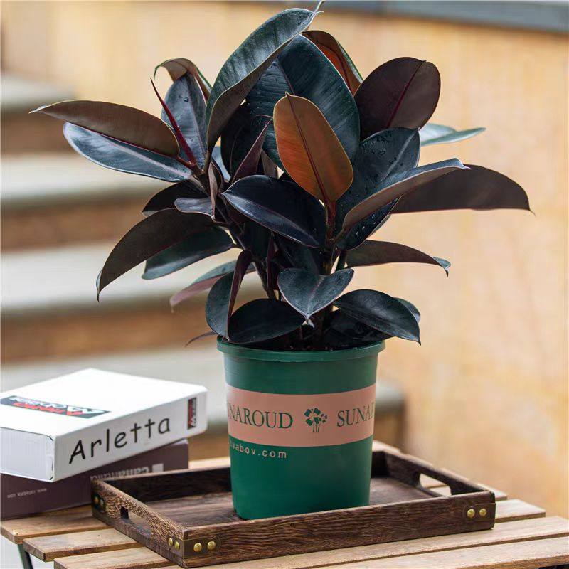 橡皮树盆栽室内客厅家养净化空气黑金刚绿植常绿植物桌面小盆景,鲜花速递/花卉仿真/绿植园艺,绿植,淘宝优惠券,粉丝福利购,淘宝优惠卷