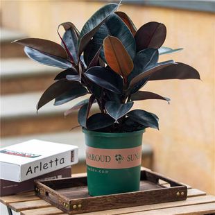 橡皮树盆栽室内客厅家养净化空气黑金刚绿植常绿植物桌面小盆景