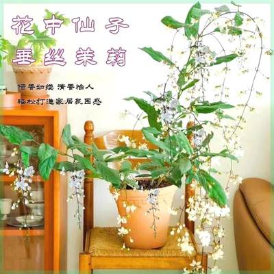 垂丝茉莉花苗四季开花室内阳台盆栽浓香垂枝茉莉花苗懒人花卉