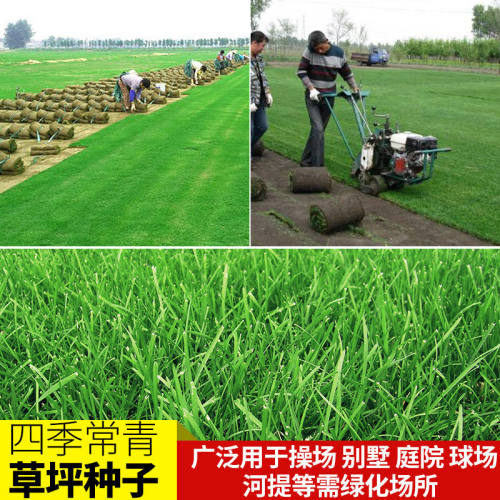 四季青狗牙根羊茅黑麦草早熟禾牧草籽草皮矮生百慕大马尼拉种