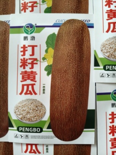 【打籽黄瓜100粒】黄瓜籽粉打籽黄瓜正宗东北麻皮老黄瓜