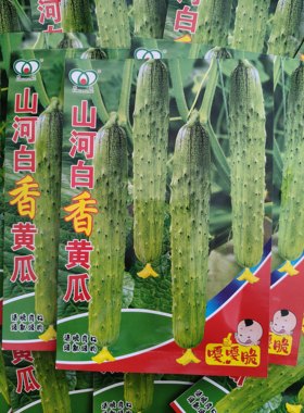 【山河白香黄瓜种子】五常山河白黄瓜种子