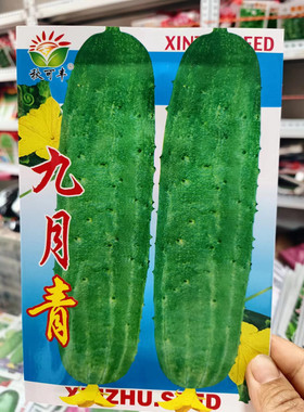 (九月青晚黄瓜种子)不搭架甜脆 清香味浓 绿白肉黑刺老品种