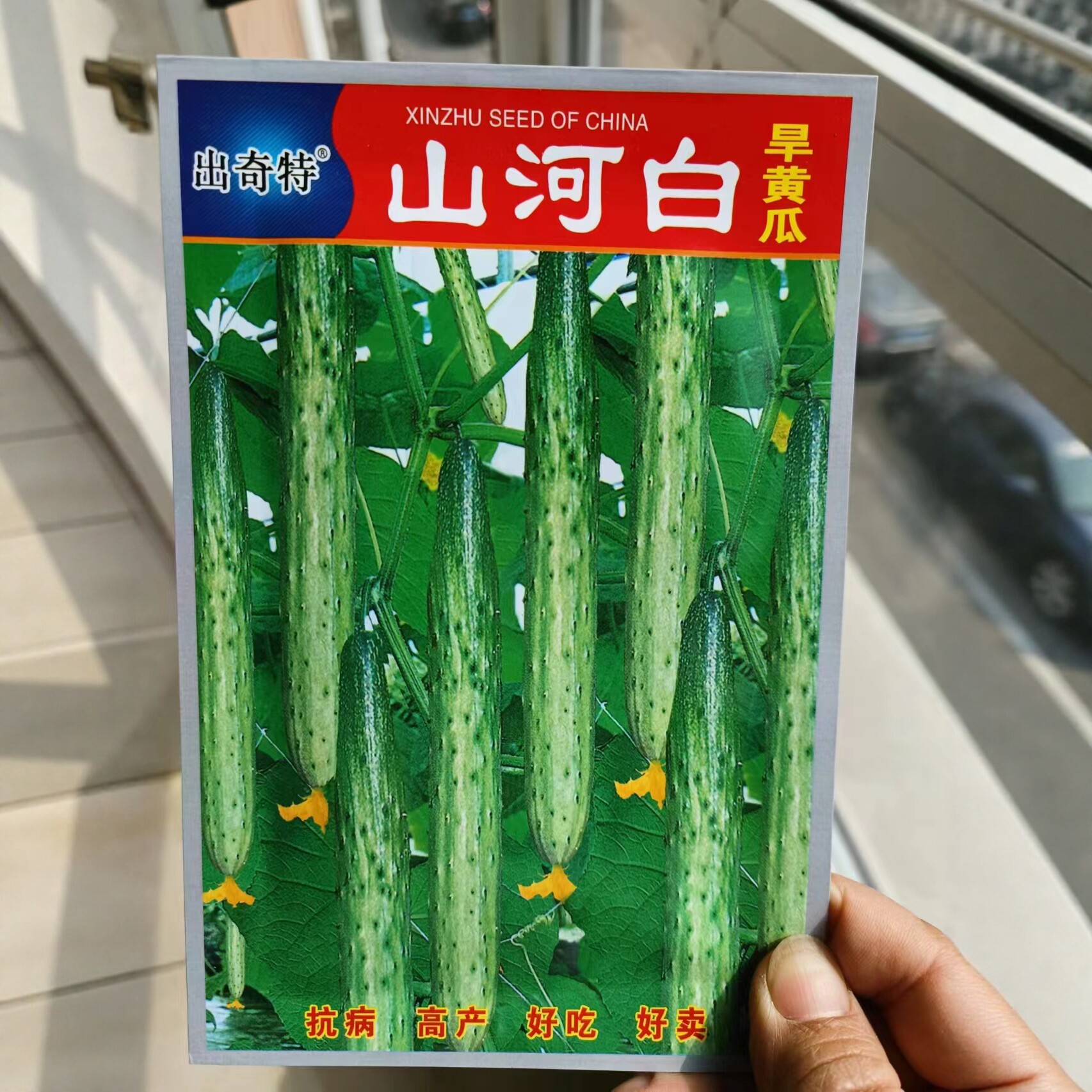 【正宗五常山河白黄瓜种子】春秋庭院种植香黄瓜水果黄瓜