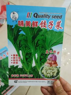 【饺子菜】东北水芹菜种子多年生植物包饺子拌凉菜山野菜种籽