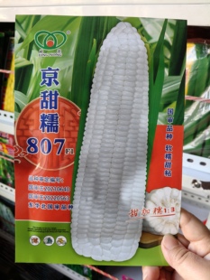 京甜糯807玉米种子国审甜糯玉米种子