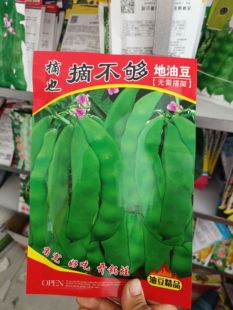 【摘不够地油豆种子】鑫东方无架豆角种子不搭架东北油豆种子