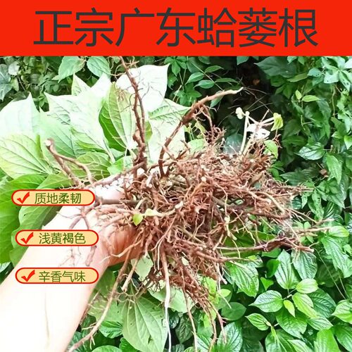 野生蛤蒌根假蒌根现摘现发