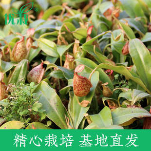 猪笼草食虫植物瓶子捕蝇草捕虫蚊堇室内盆栽捕虫草奇花异草食