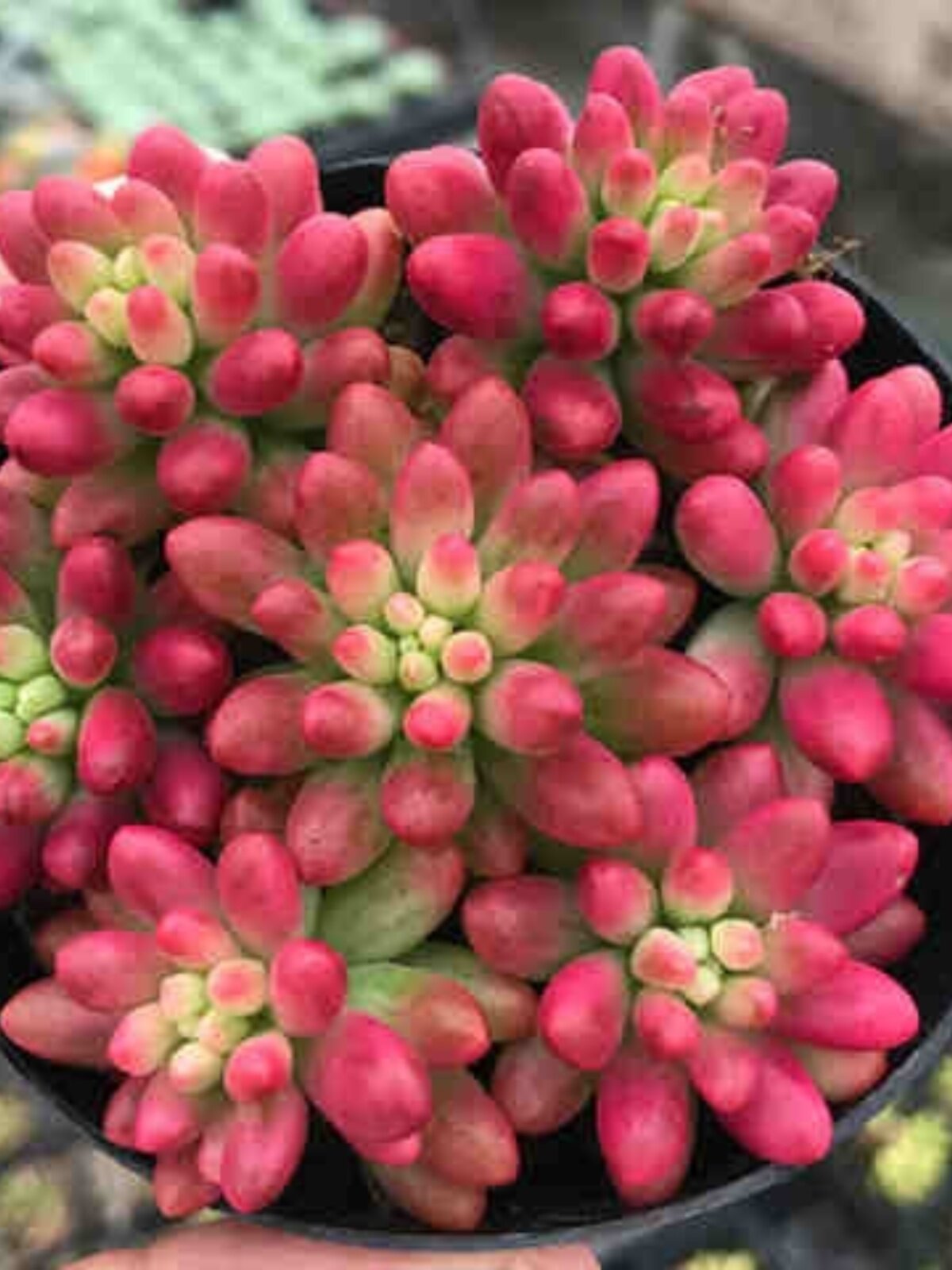 虹之玉锦多肉植物肉肉易爆盆群生多头办公室盆栽花卉绿植防辐射c8