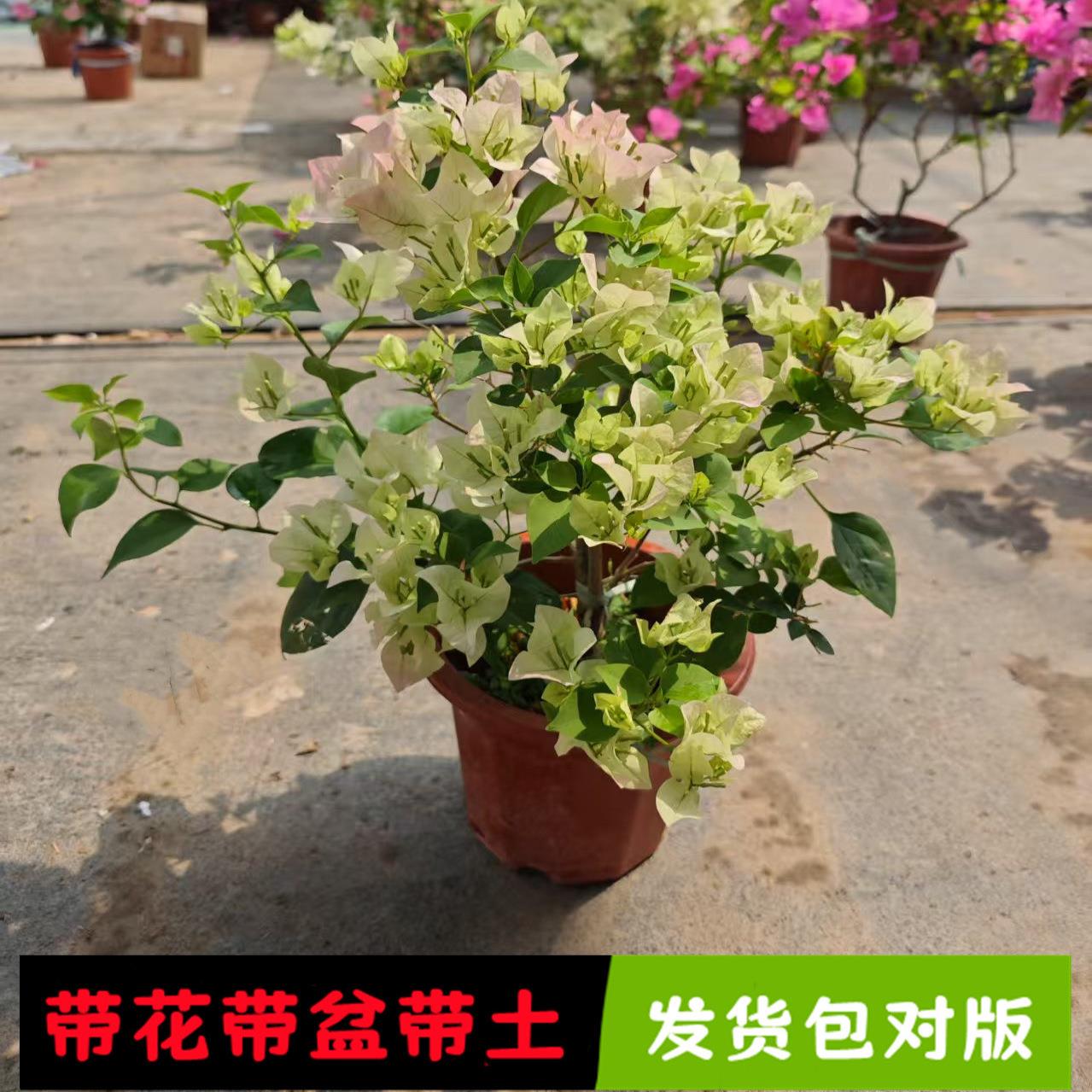 漳红樱三角梅带花盆栽绿樱爬藤重瓣老桩四季开花大苗庭院植物勤花