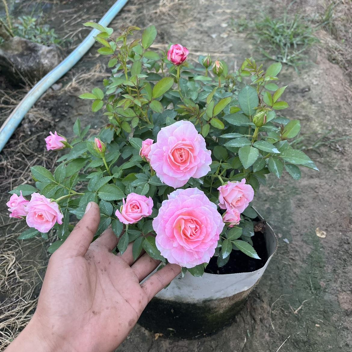 海神王月季大苗阳台灌木盆栽植物玫瑰花苗四季开花浓香大花微月
