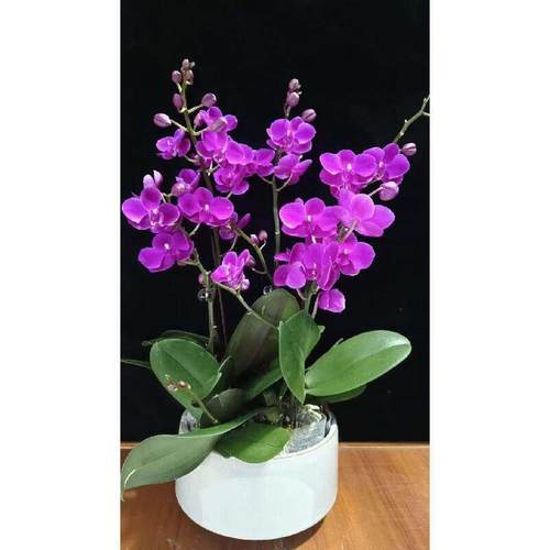 满天红蝴蝶兰盆栽带花苞带花剑客厅室内好养花卉绿植