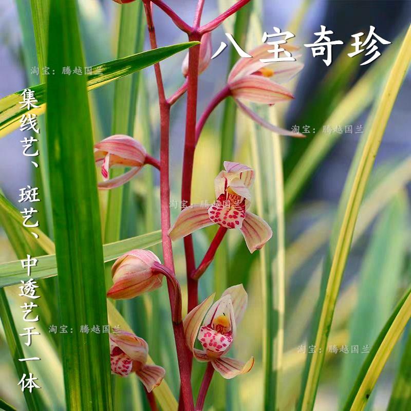 兰花苗建兰八宝奇珍山水画锦旗线艺虎斑艺中透艺室内客厅桌面花卉