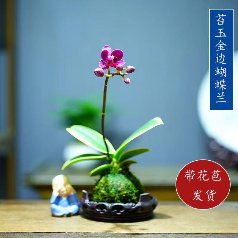 带花苞金边迷你蝴蝶兰花苗金叶咖啡中式禅意盆栽花卉室内客厅好养