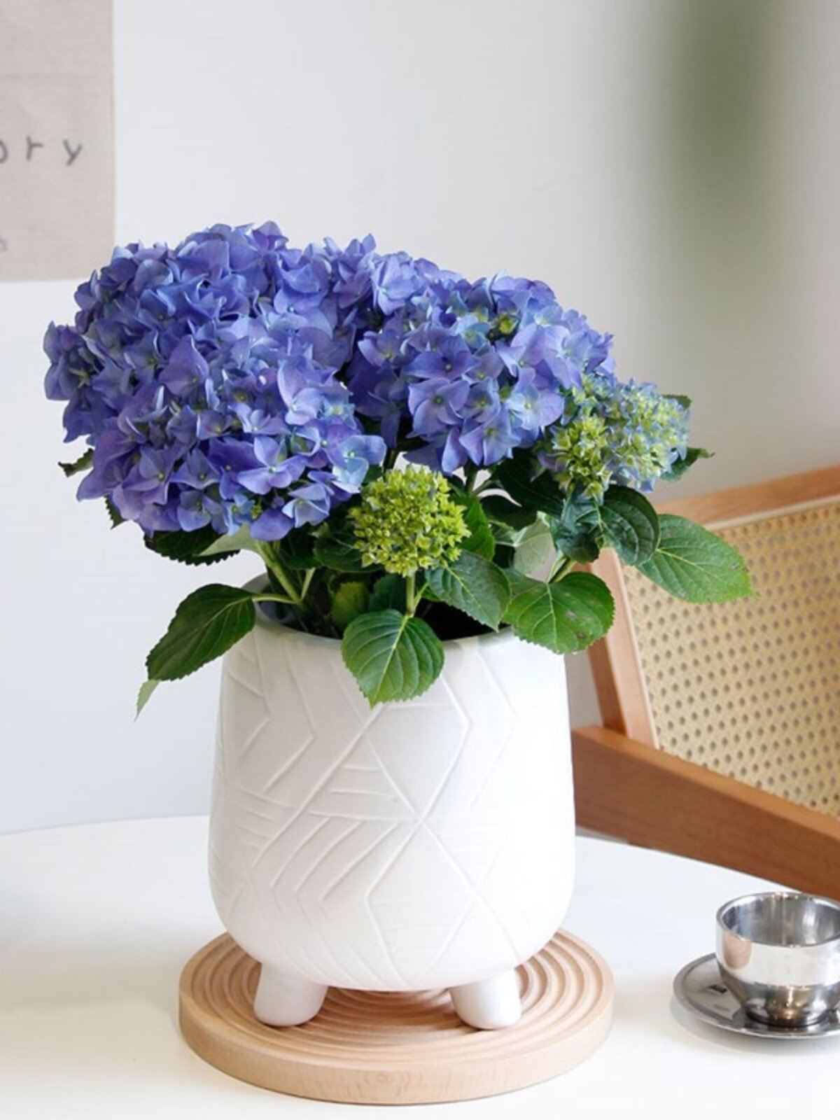 土生土长b 夏日绣球阳台开花植物带花苞粉红佳人蓝紫色夏无尽花卉