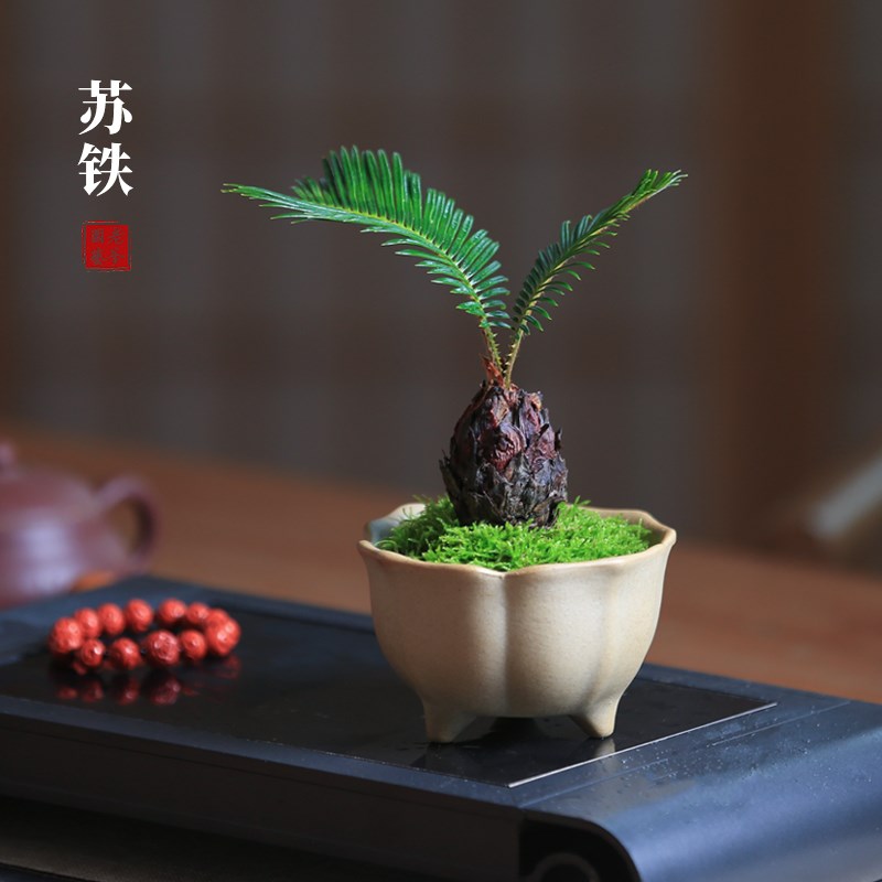 铁树观叶耐阴耐寒苏铁小盆栽客厅桌面茶室好养懒人绿植四季常绿