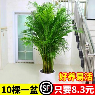 散尾葵凤尾竹盆栽夏威夷富贵椰子室内客厅净化空气四季常青大绿植