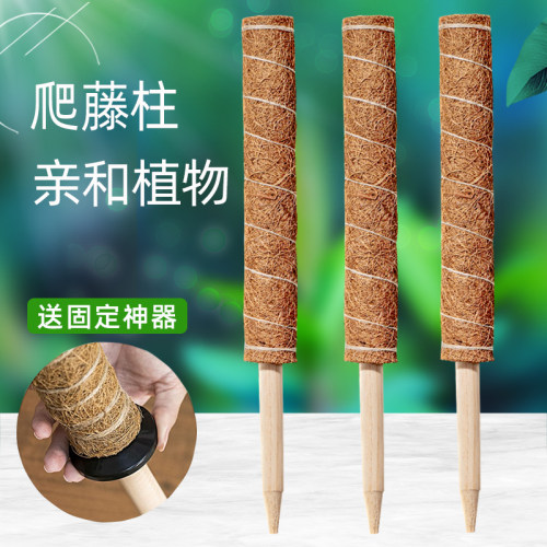 龟背竹支撑杆定型椰棕棒棕棒大叶绿萝柱植物固定花架架棕榈攀爬苔